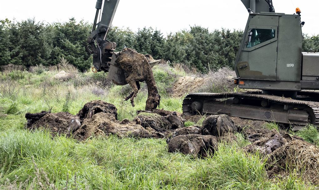 heste graves op med maskine