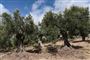 oliventræer