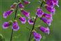blomster
