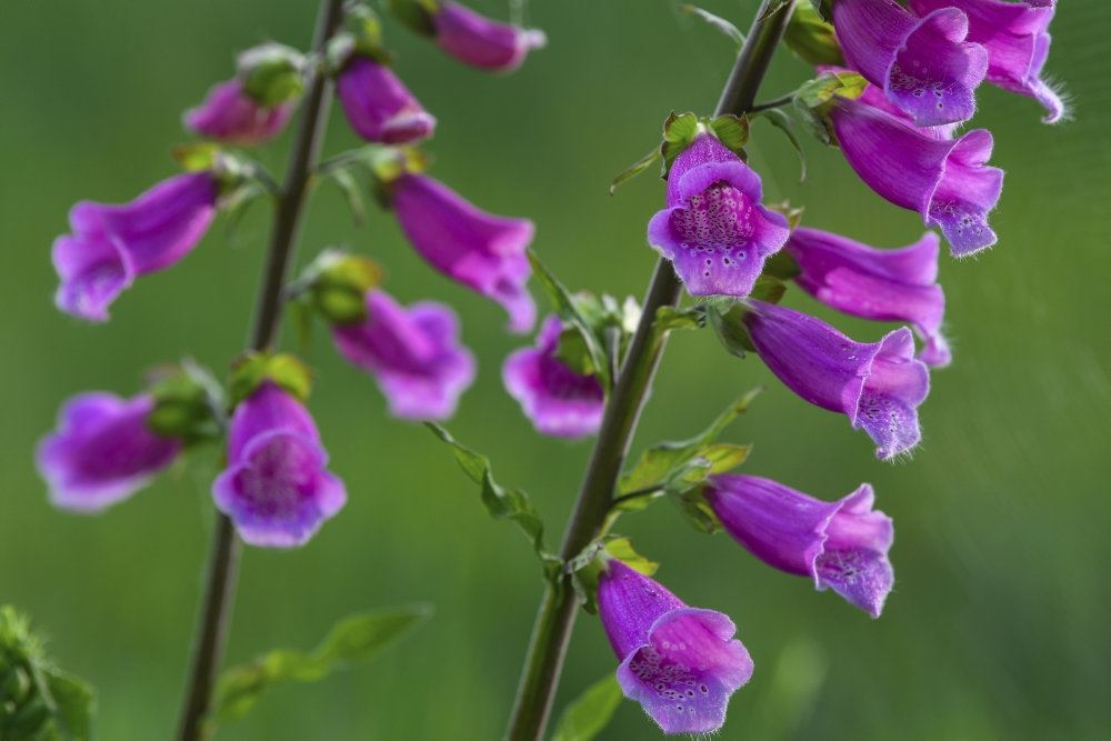 blomster