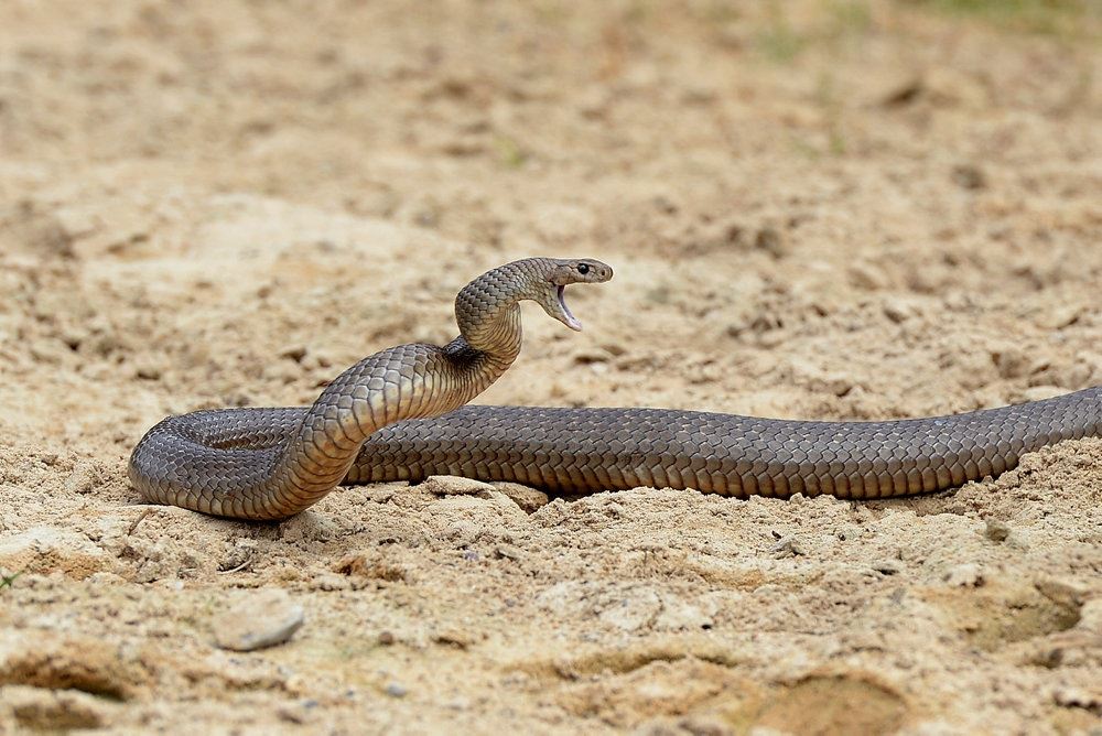 en slange på jorden