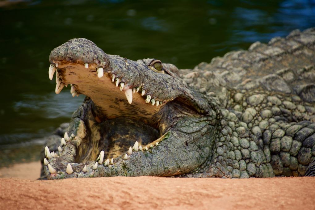krokodille med åbent gab