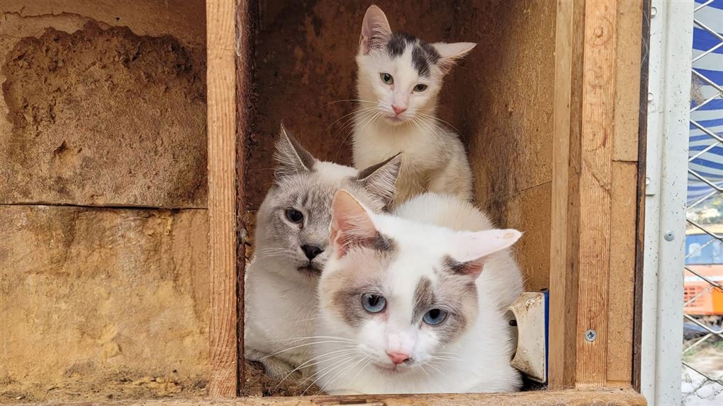 tre katte i kasse