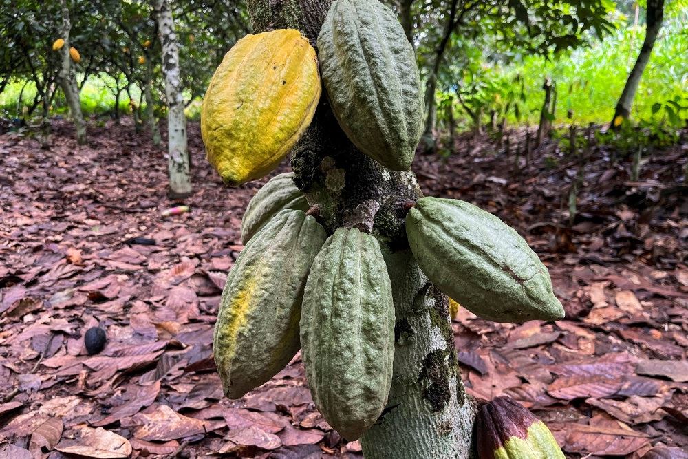 en kakaoplante
