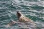 En havskildpadde i vandet