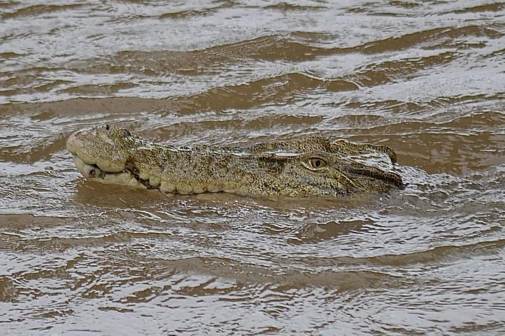 en krokodille i vandet