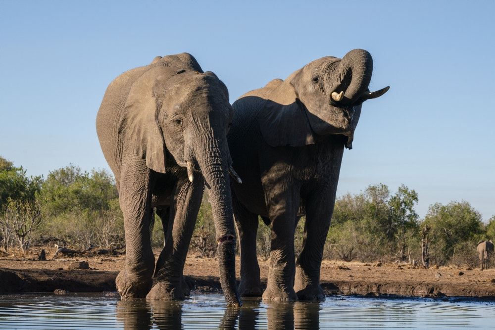 To elefanter ved siden af hinanden