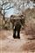 En stor afrikansk elefant