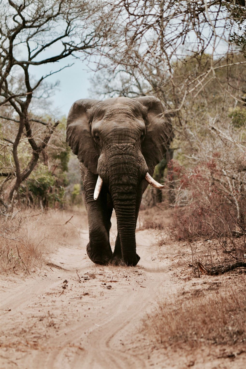 En stor afrikansk elefant