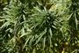 cannabisplanter på en mark
