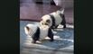 hunde forklædt som pandaer