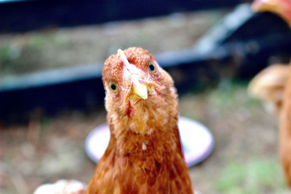 En høne kigger direkte ind i kameraet.
