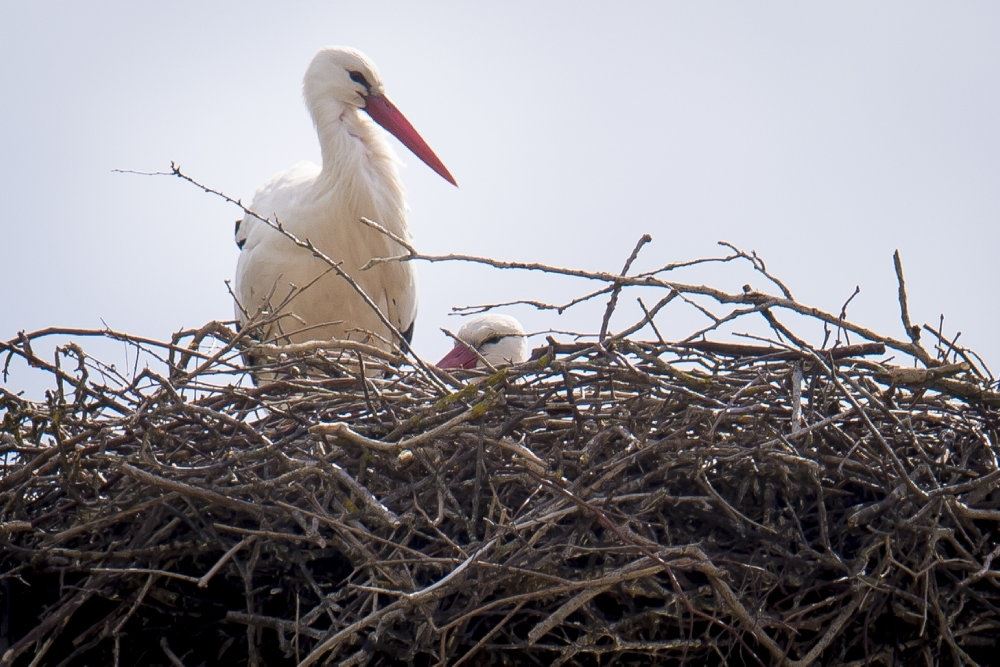 Stork i rede