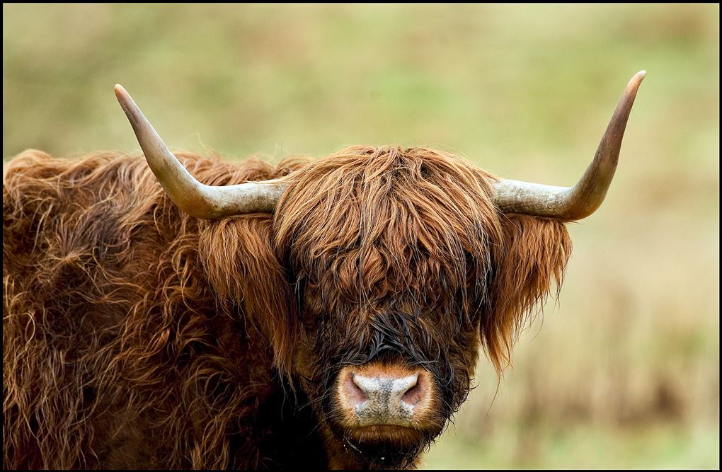 ko med horn