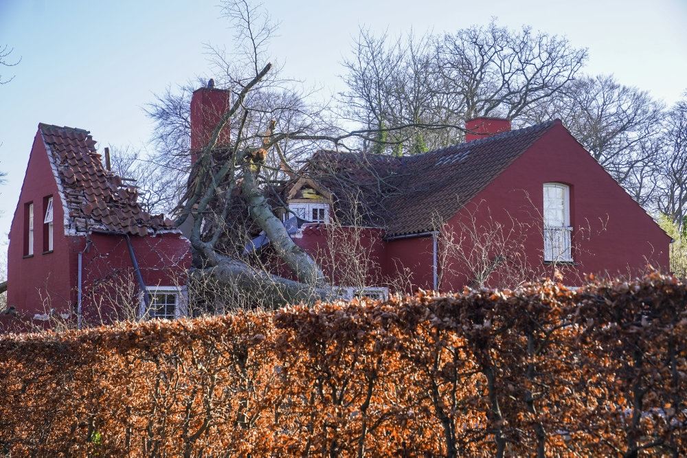 Tær væltet ind i hus
