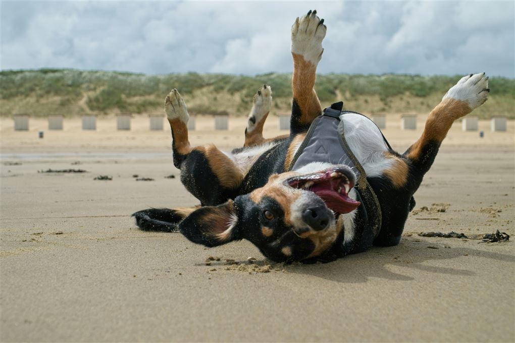 hund på strand