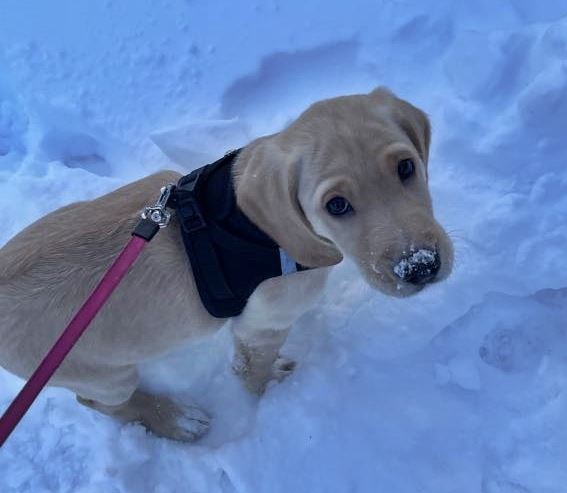 hundehvalp i sneen