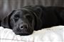 Sovende hund