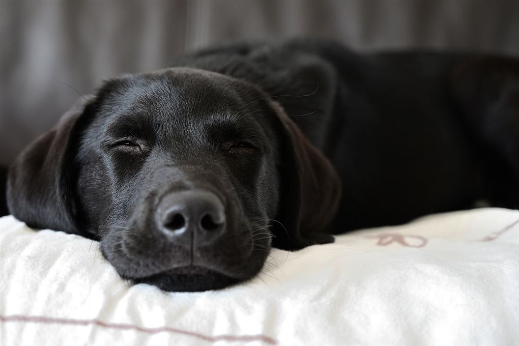Sovende hund