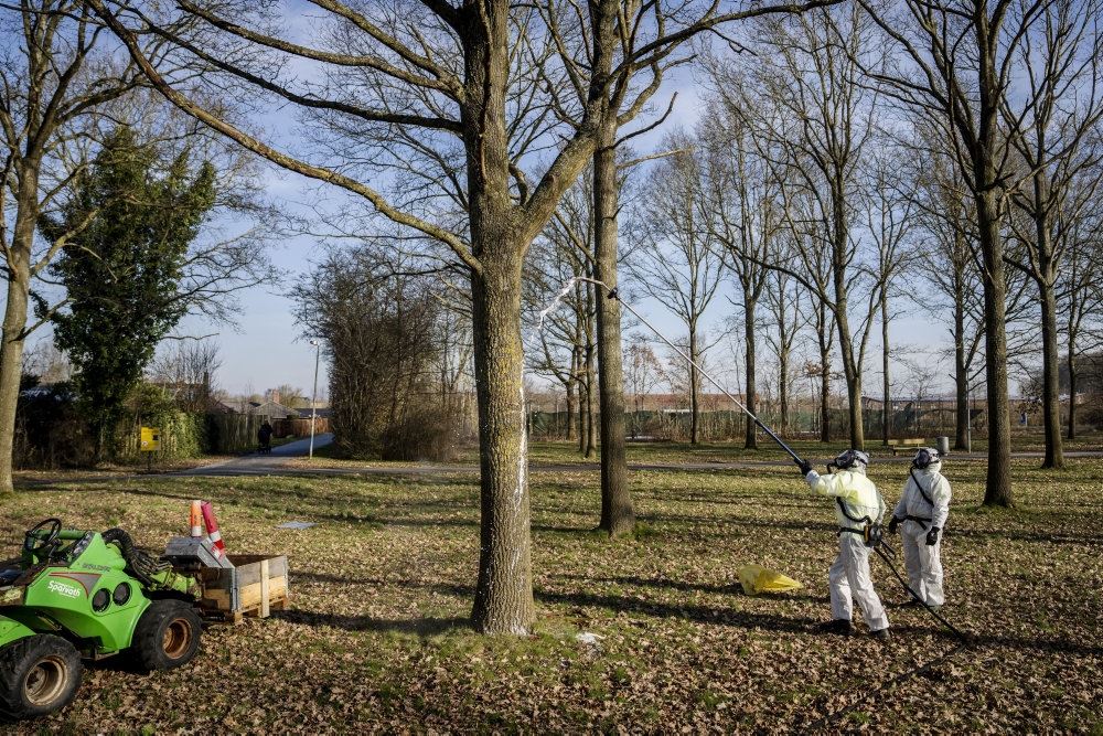 folk i dragter bekæmper larve