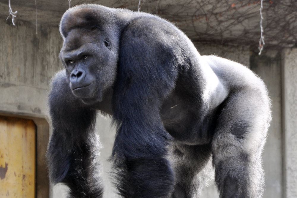 gorilla står på alle fire
