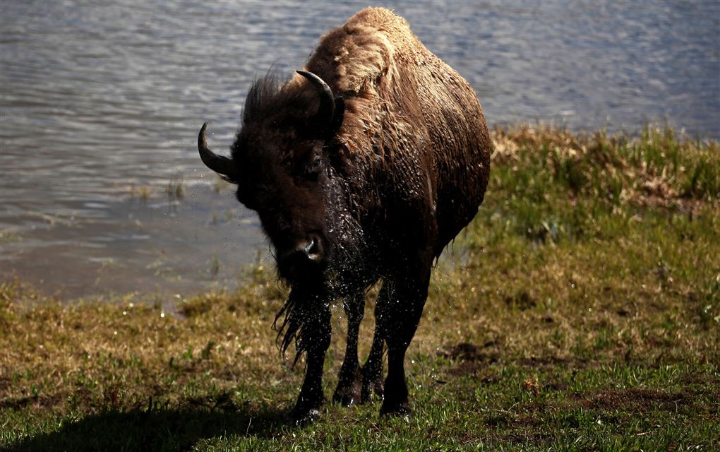 En bisonokse ryster vand af sig 