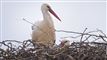 Enlig stork i rede