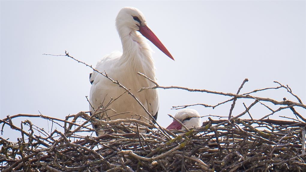 Enlig stork i rede