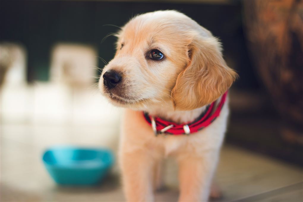 en lille hundehvalp