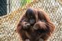 orangutang med baby