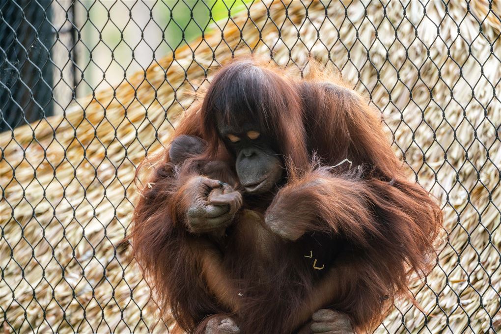 orangutang med baby