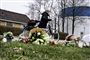 Blomster ved gerningssted