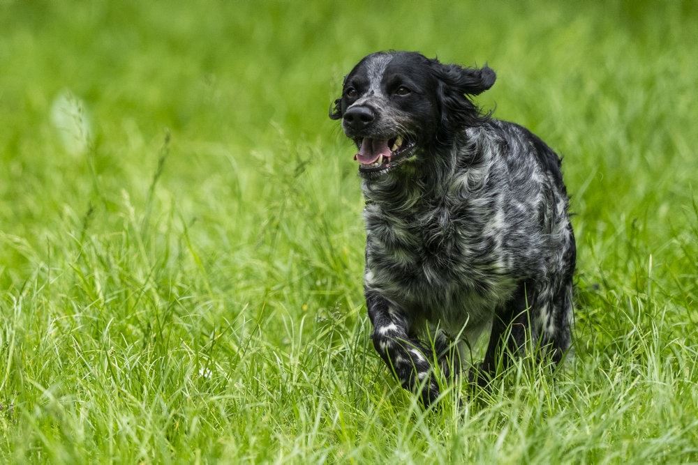 En sort hund løber på græs