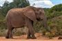 Elefant spiser