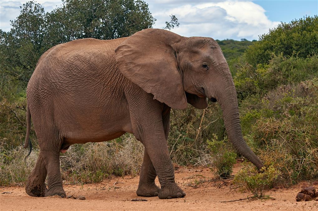 Elefant spiser
