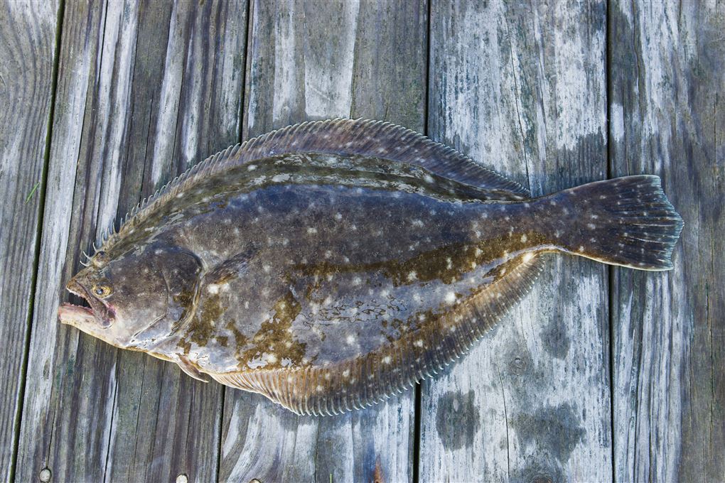 en fladfisk