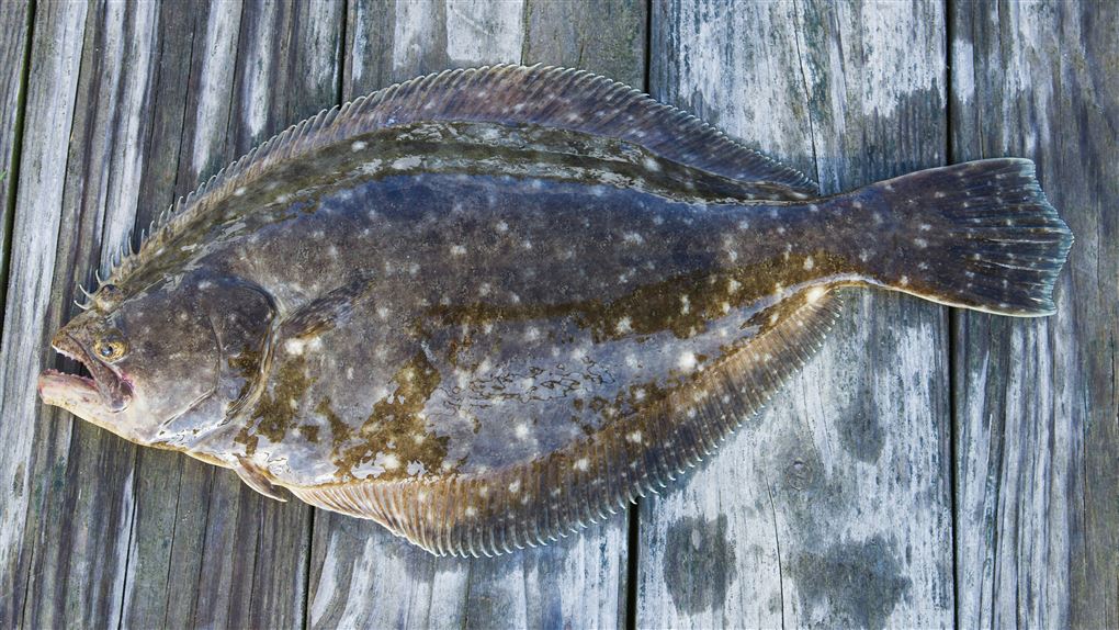 en fladfisk