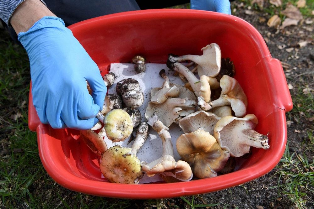 En balje med giftige svampe