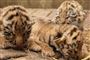 tigerunger der leger