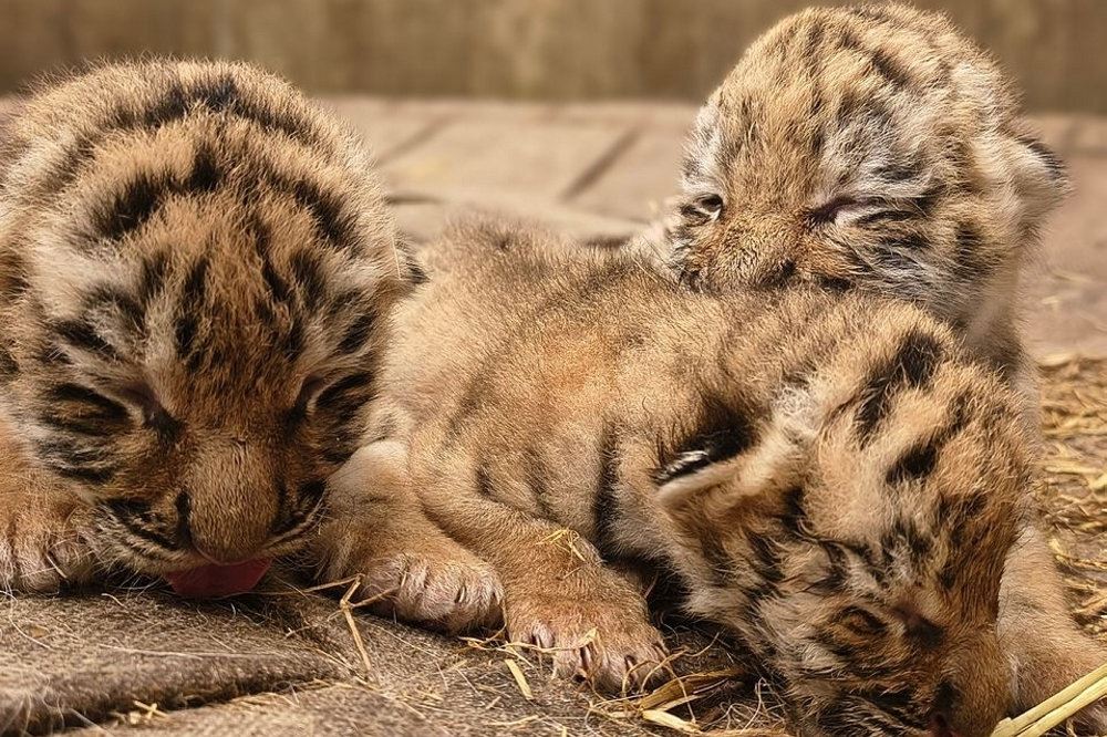 tigerunger der leger