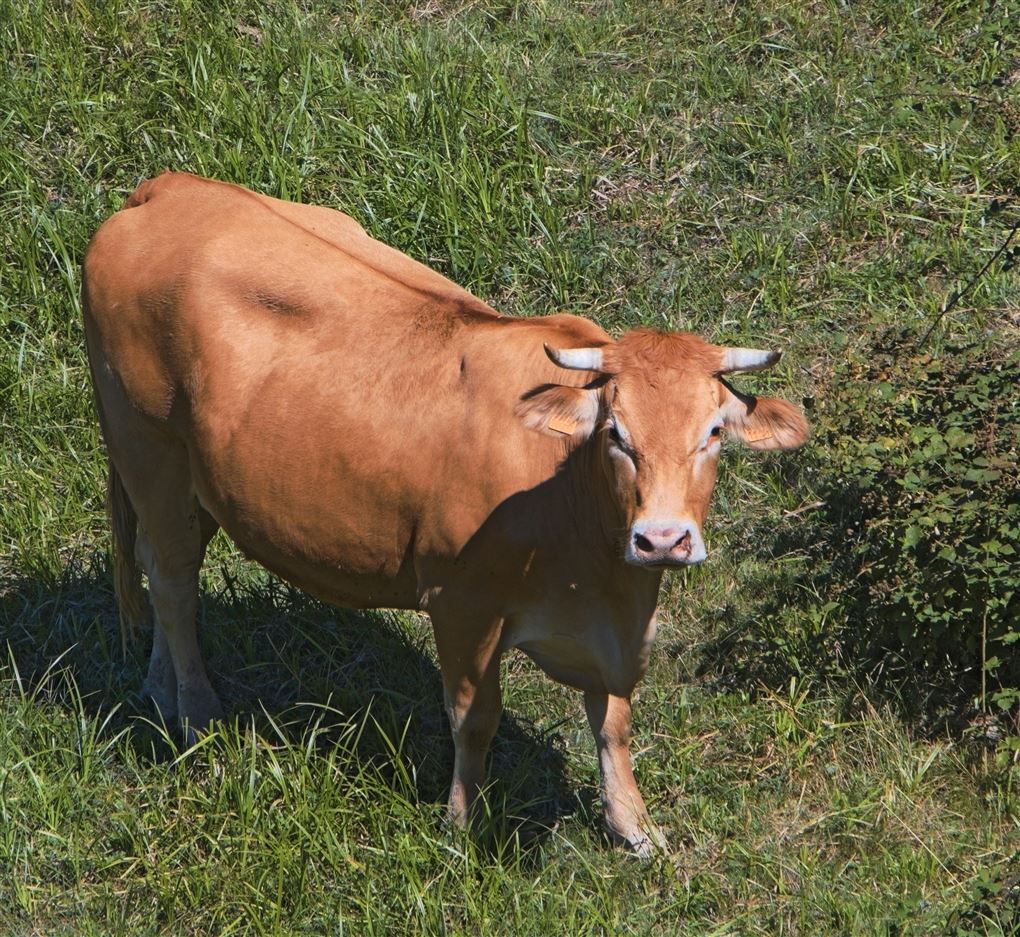 en ko