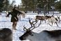 En masse rensdyr på en snemark