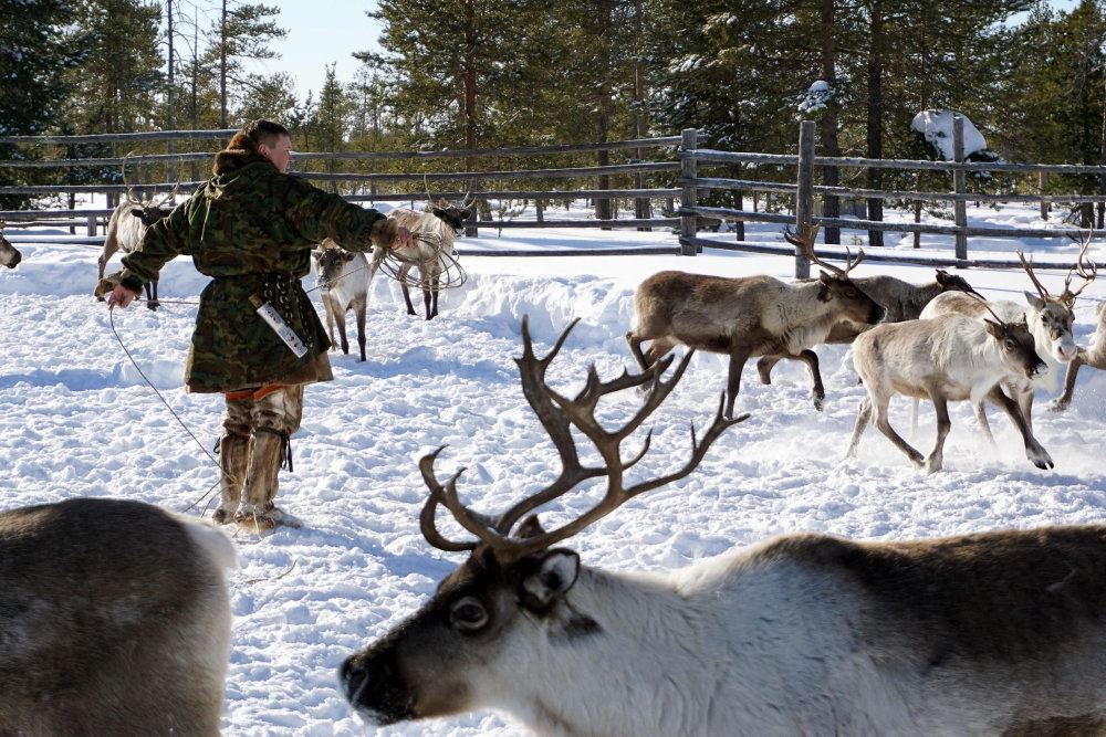 En masse rensdyr på en snemark