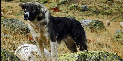 Tio saker du måste veta om Hund