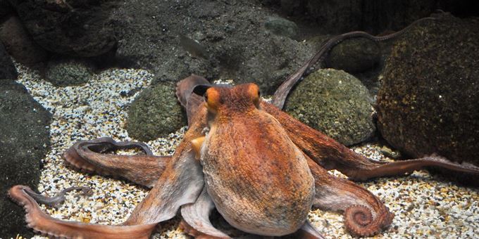 Hvordan Bli Kvitt Hudormer Med Ansikt Except Hvordan Bli Kvitt Hudormer Med Ansikt Except